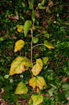 Hairy crabweed <BR>Clammyweed